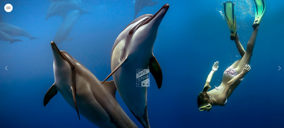 blue-dolphin-charters-full-website-design