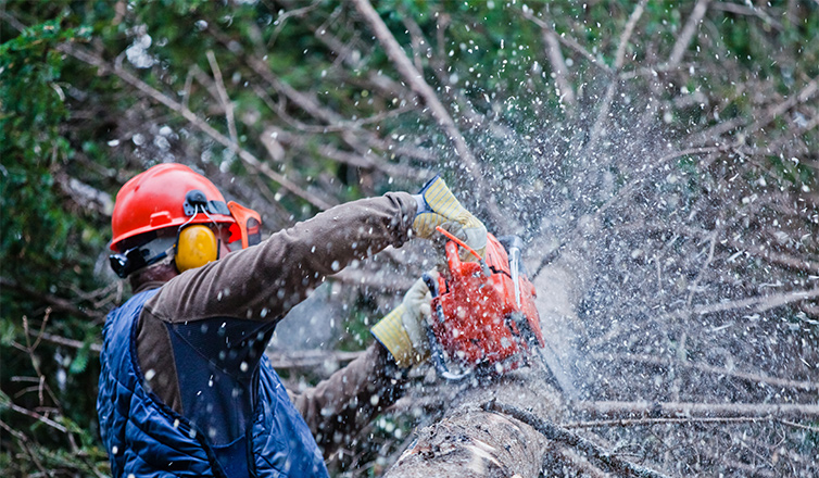 digital marketing for tree services
